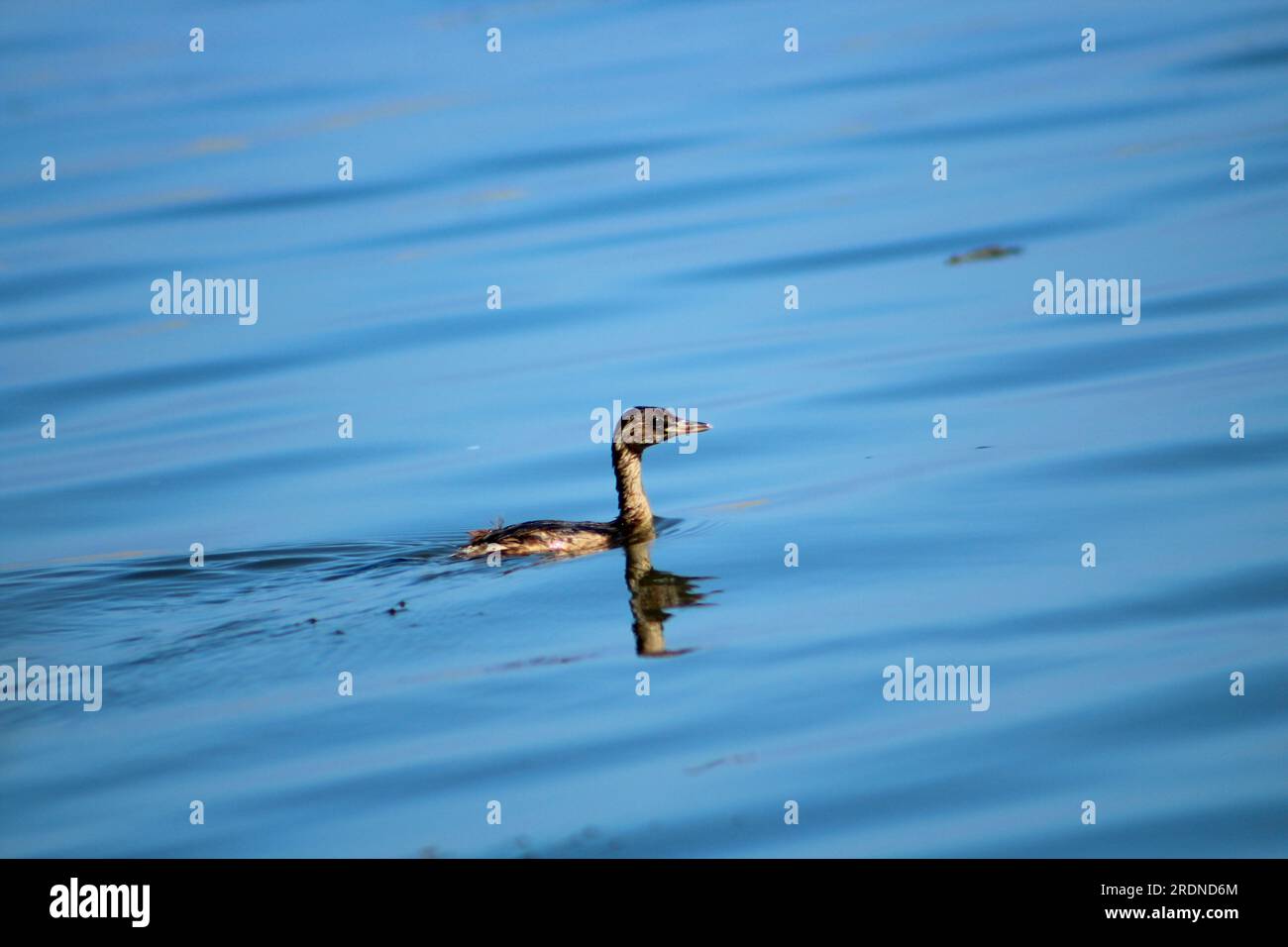 LLittle Grebe (Tachybaptus ruficollis) uccello che nuota nelle acque blu. Foto Stock