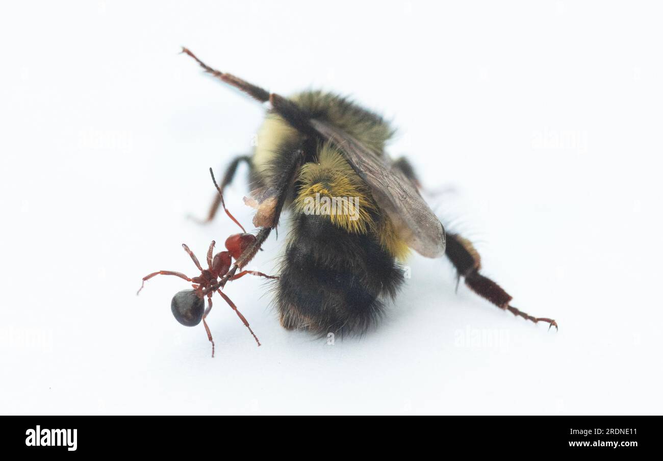 bumblebee a testa gialla (Bombus flavifrons) attaccato da formica, Mt. Hood, Oregon Foto Stock