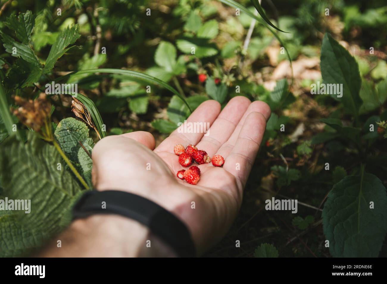 Primo piano della mano di un uomo che tiene fragole selvatiche rosse appena raccolte nella foresta all'inizio dell'estate. fragole selvatiche, fragole boschive Foto Stock