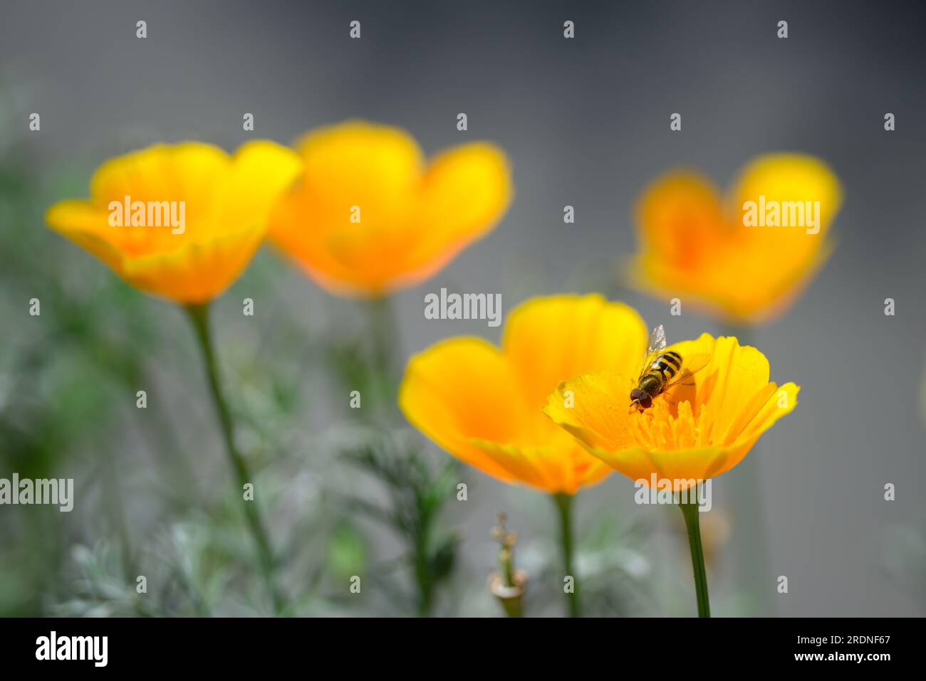 Papaveri dorati, mosca scirofila: Gli impollinatori della natura vibranti ballano nel prato Foto Stock