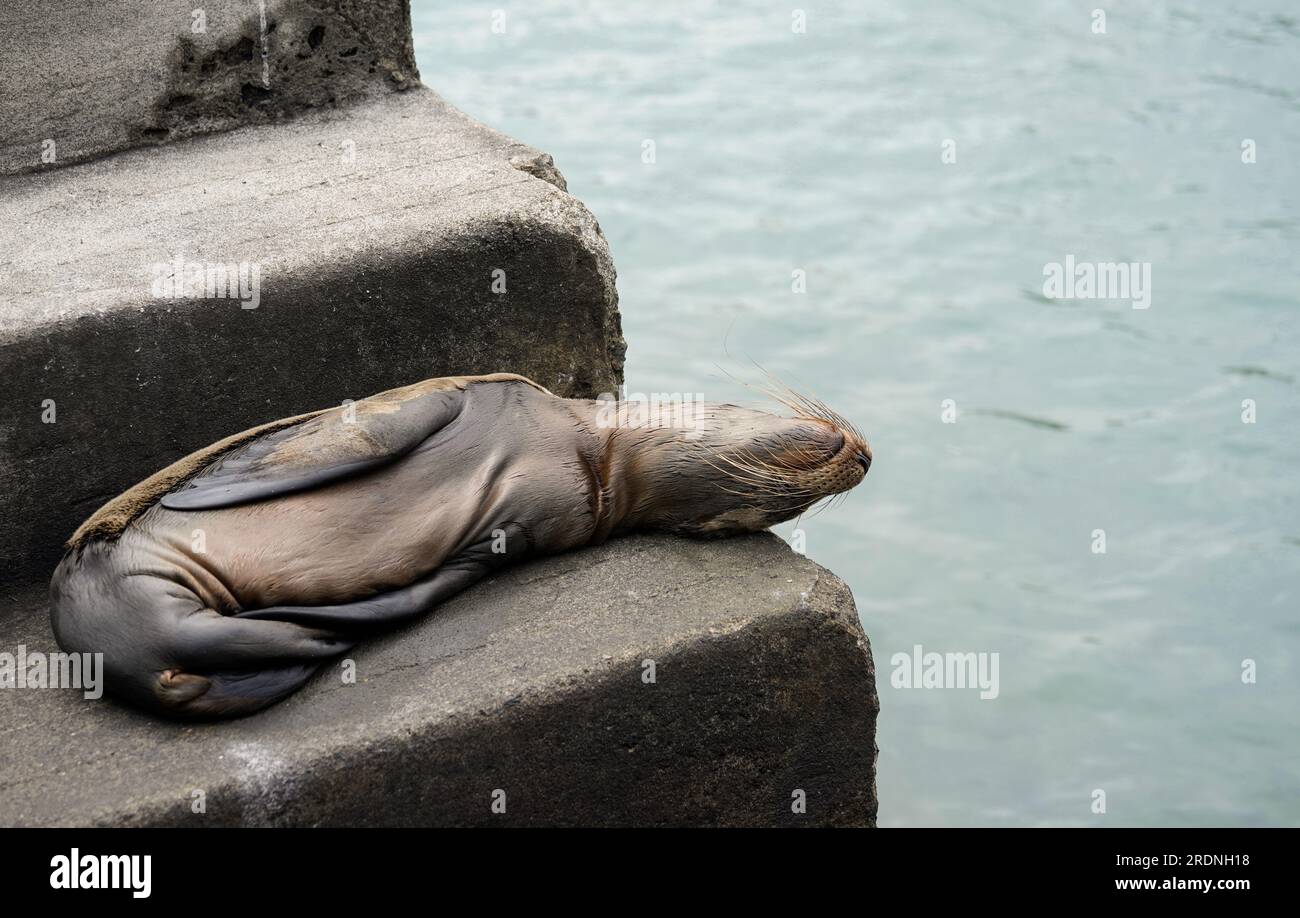 Cucciolo di leone marino che dorme sui gradini vicino all'acqua, Floreana Island, Galapagos Foto Stock