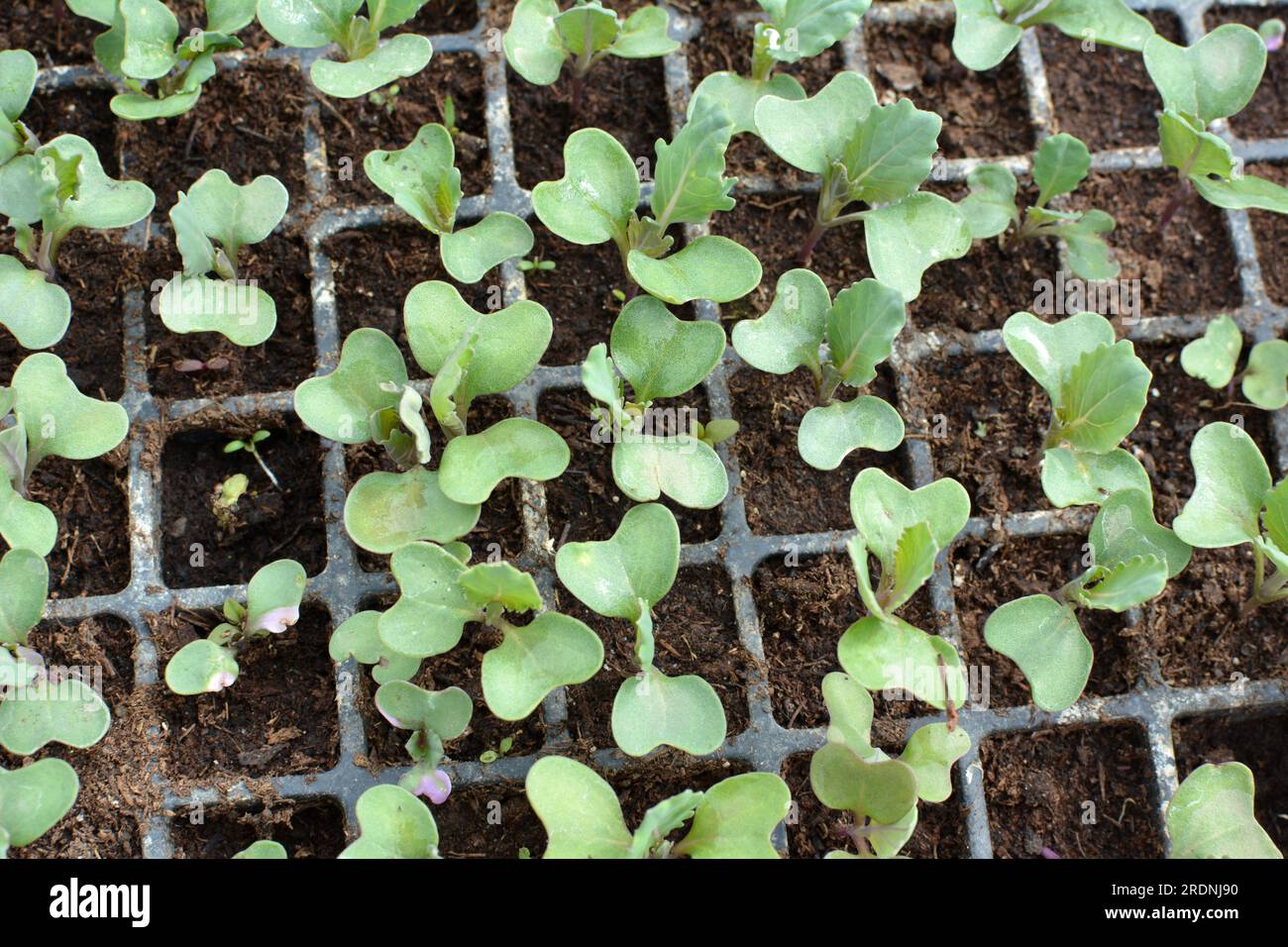 Piantine di cavolo coltivate in cassette di plastica con terreno organico. Foto Stock