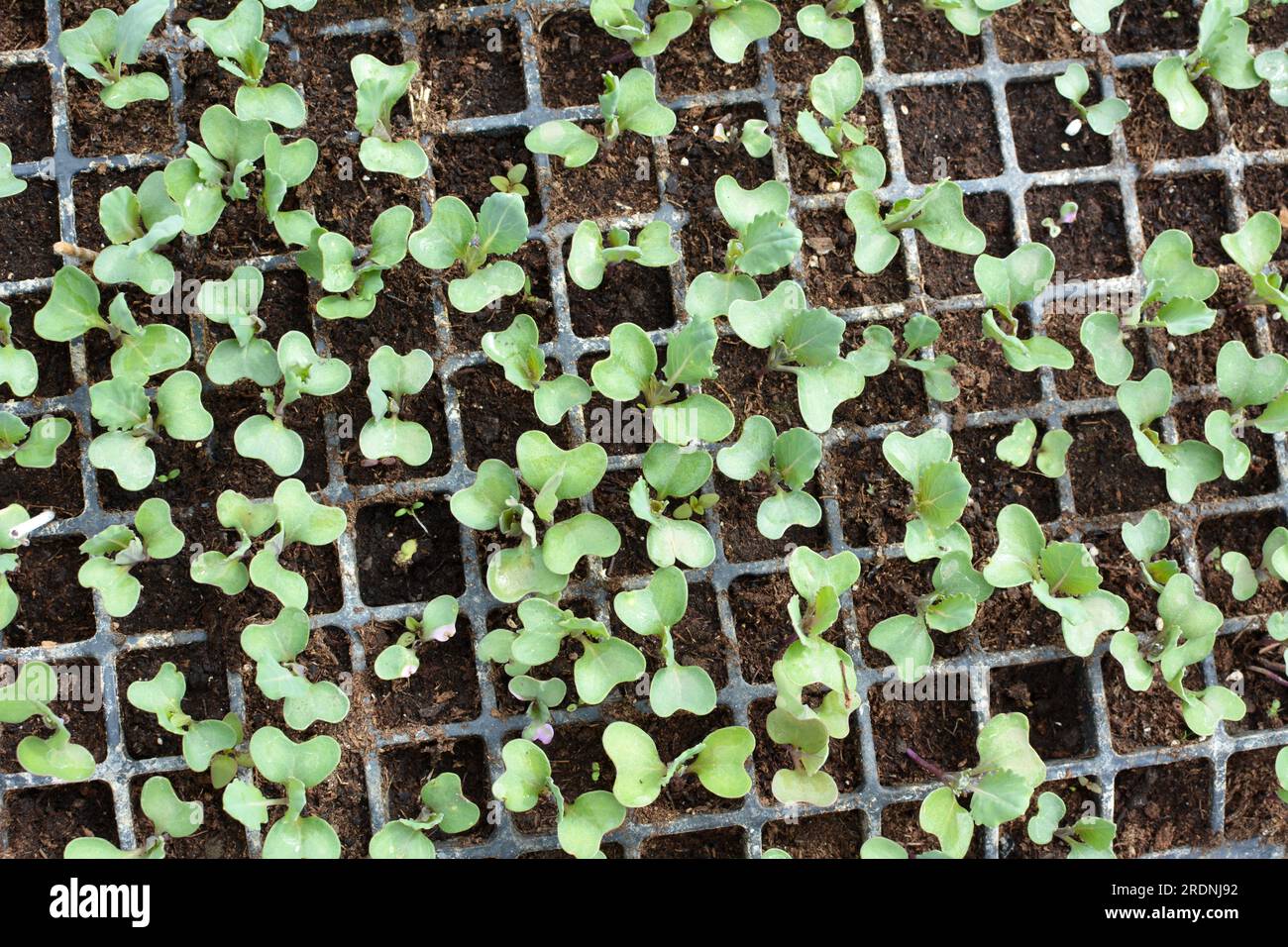 Piantine di cavolo coltivate in cassette di plastica con terreno organico. Foto Stock