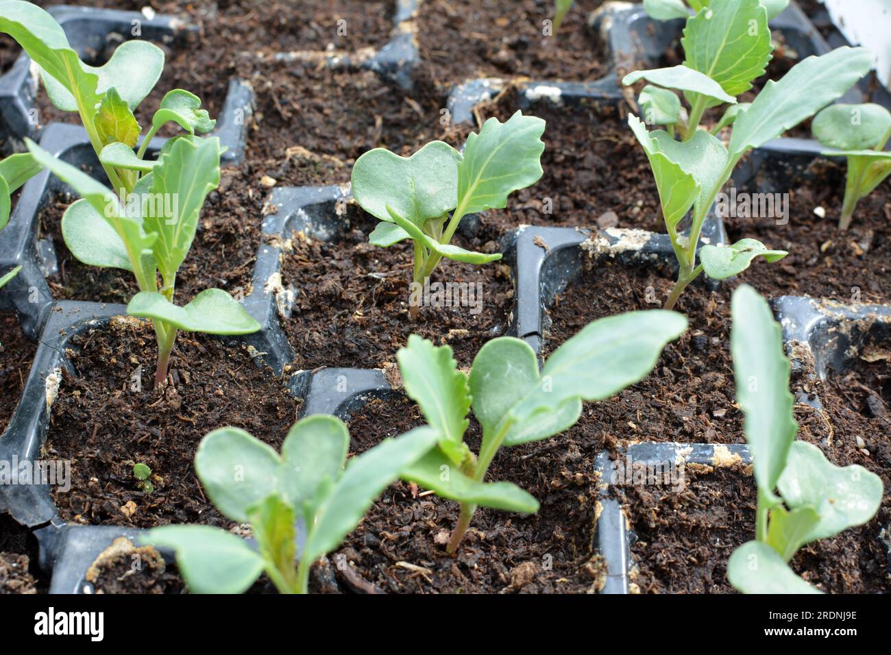 Piantine di cavolo coltivate in cassette di plastica con terreno organico. Foto Stock