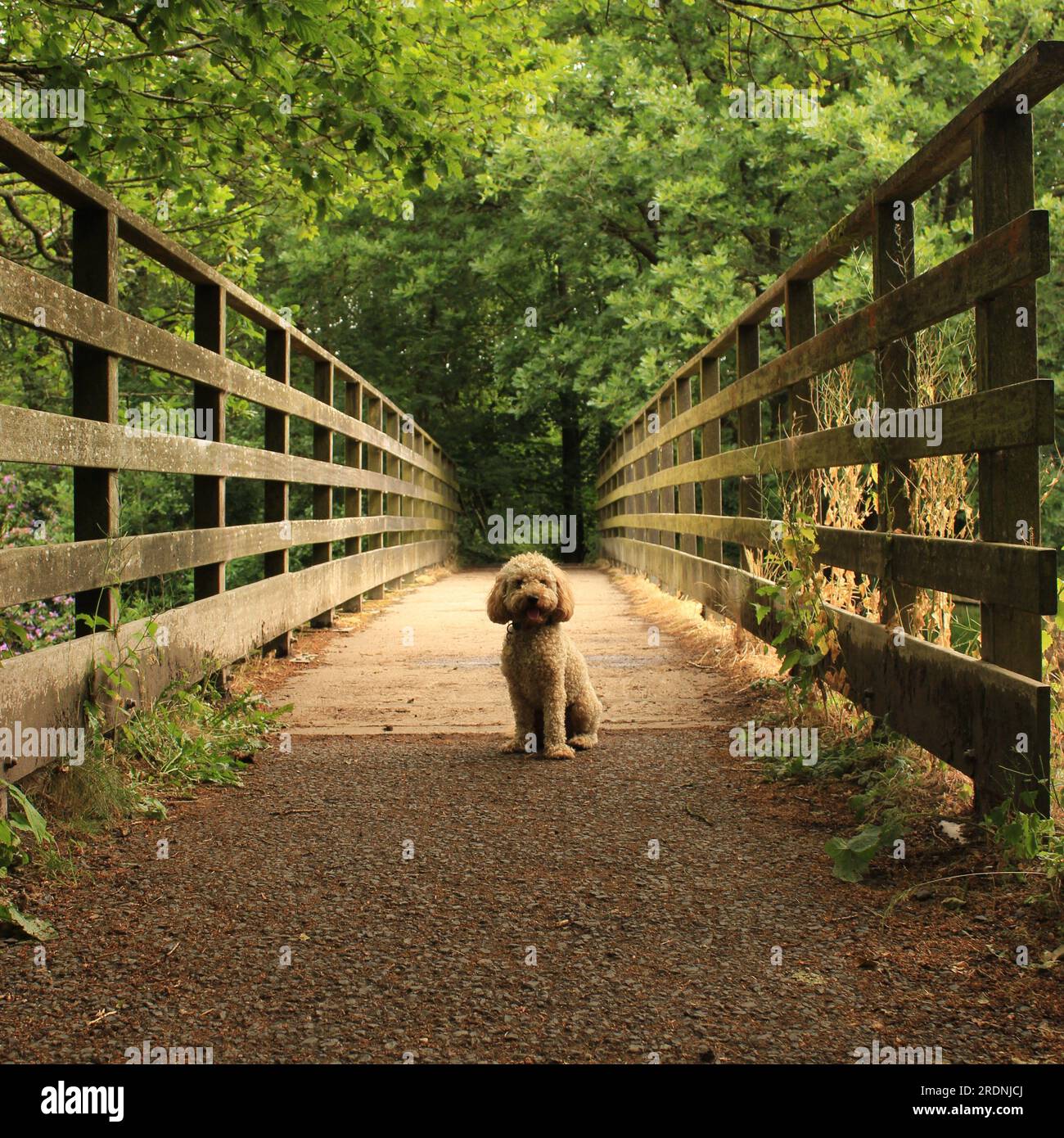 Labradoodle in miniatura in un paesaggio meraviglioso. Foto Stock
