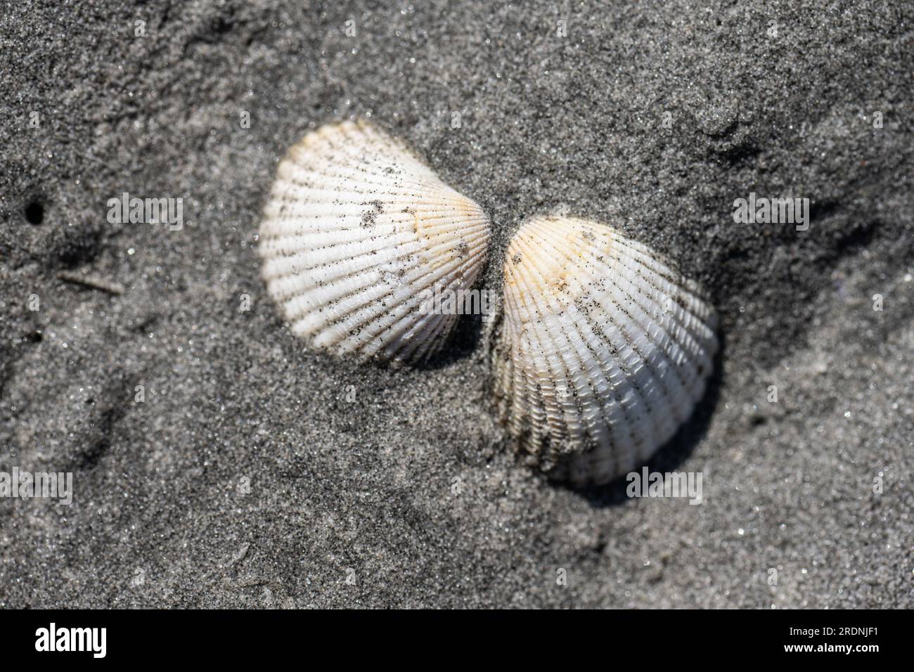 Due conchiglie dimezzate in sabbia grigia a grana fine su una spiaggia Foto Stock