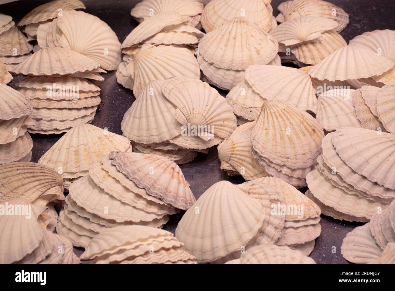Conchiglie di capesante mediterranee al mercato la Boqueria di Barcellona. Foto Stock