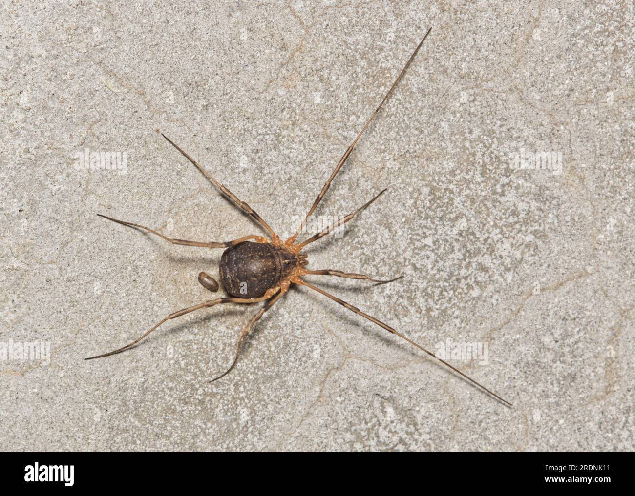 Harvestmen Spider (Protolophus) dell'ordine tassonomico Opiliones su una superficie di cemento a Houston, Texas. Immagine macro vista dorsale. Foto Stock