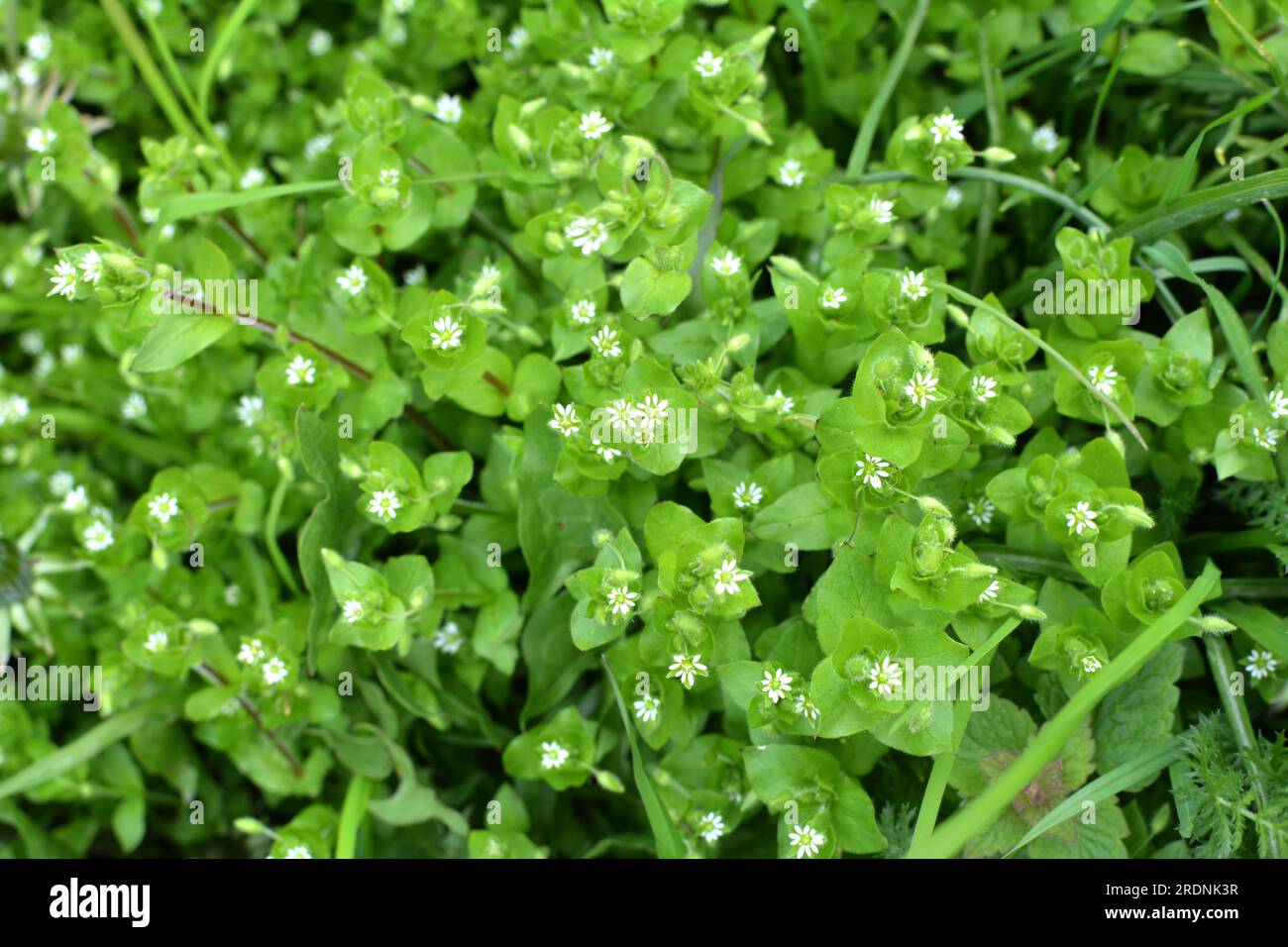 In primavera, Stellaria media cresce in natura Foto Stock
