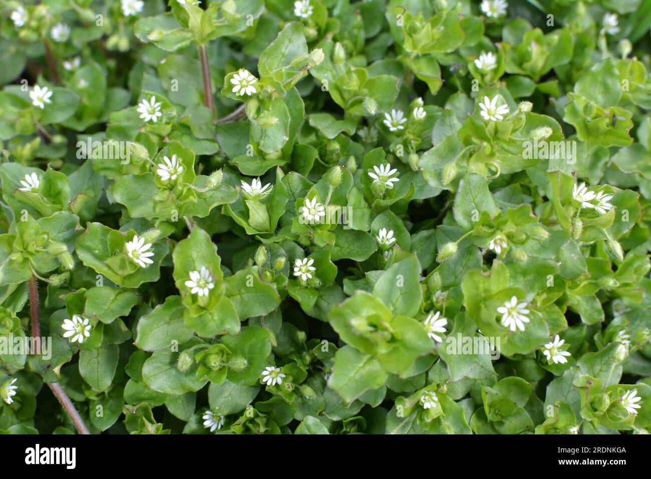 In primavera, Stellaria media cresce in natura Foto Stock
