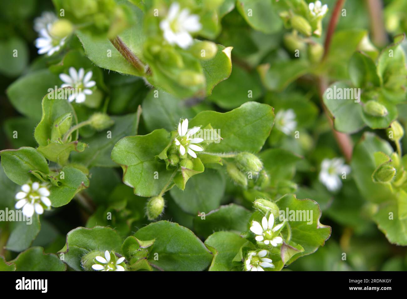 In primavera, Stellaria media cresce in natura Foto Stock
