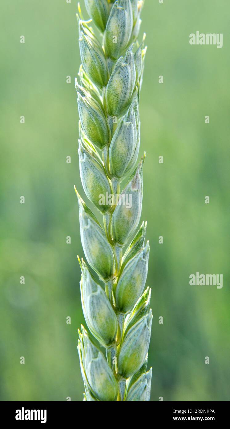 In un campo agricolo, primo piano di spikelets di frumento verde giovane Foto Stock