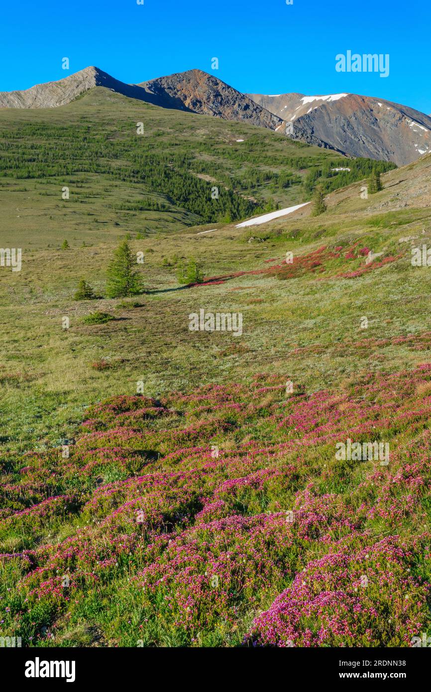 piatto di capra lungo lo spartiacque continentale nella natura selvaggia di anaconda-pintler vicino ad anaconda, montana Foto Stock