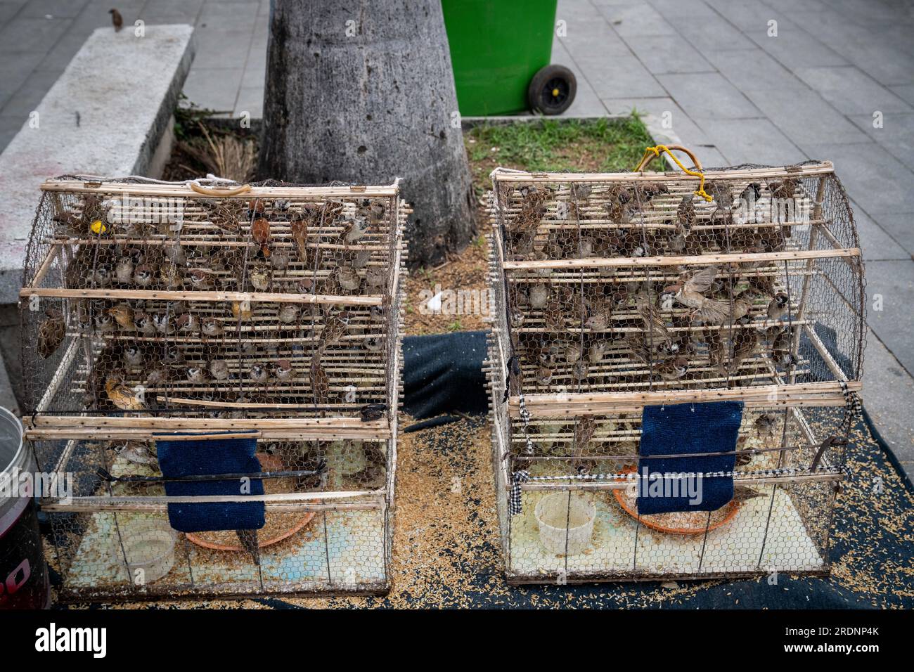 Phnom Penh, Cambogia. 22 luglio 2023. Gli uccelli in una gabbia sono visti in attesa di essere rilasciati per fare meriti. Credito: SOPA Images Limited/Alamy Live News Foto Stock