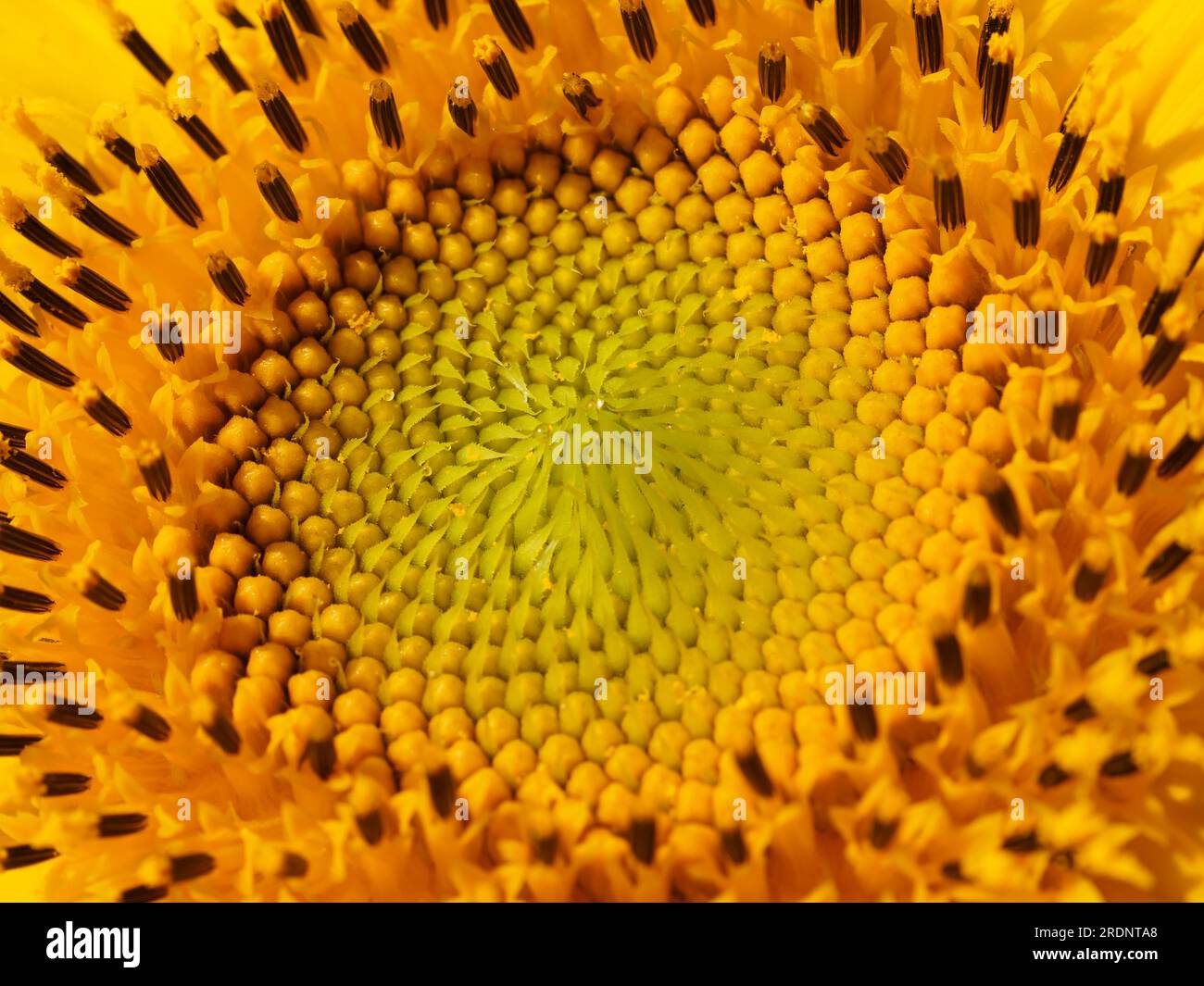 Infiorescenza di un giovane girasole, macro. Lo stadio iniziale della formazione dei semi di girasole. Profondità di campo ridotta. Foto Stock