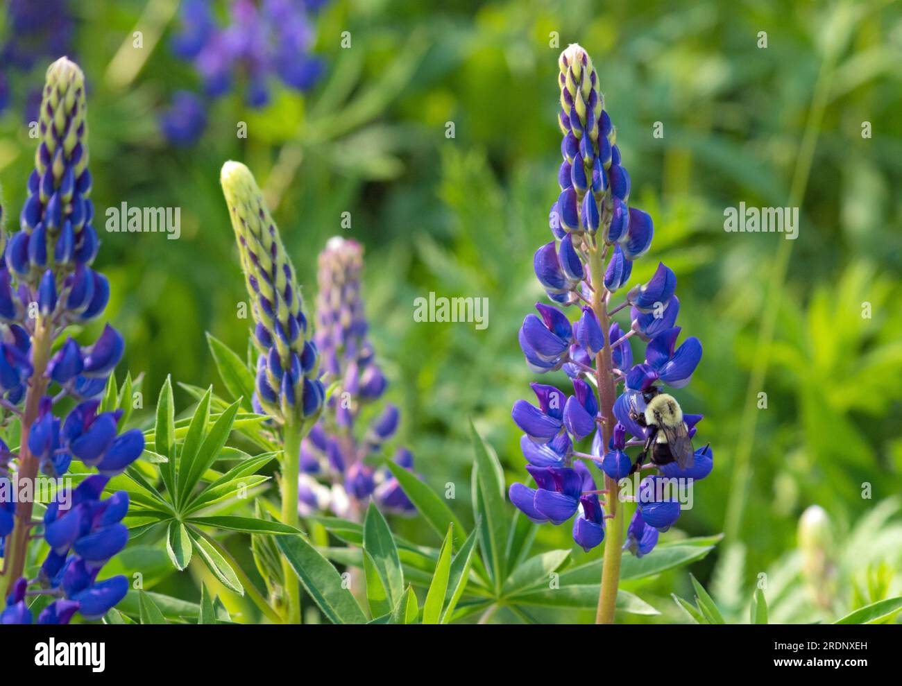 Un Bumble Bee su Blue Lupin in un campo a New Brunwick Foto Stock