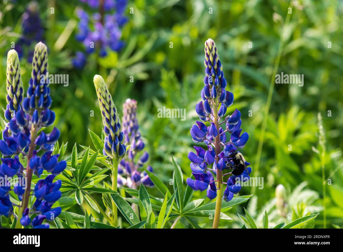 Il lato comune delle api bumble orientali che si nutrono di lupino Foto Stock