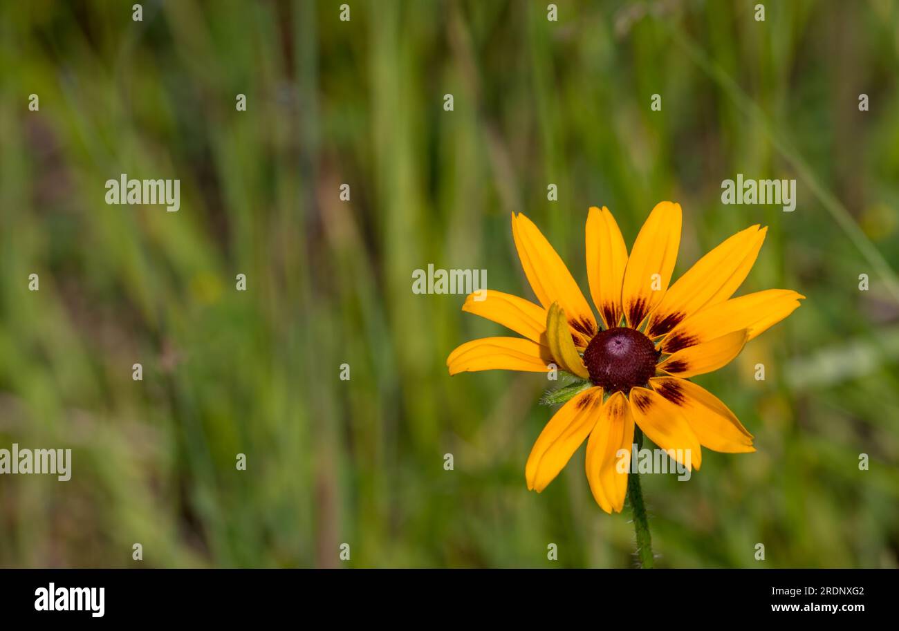 Single Brown Eye Susan trovata in un campo a New Brunswick Foto Stock