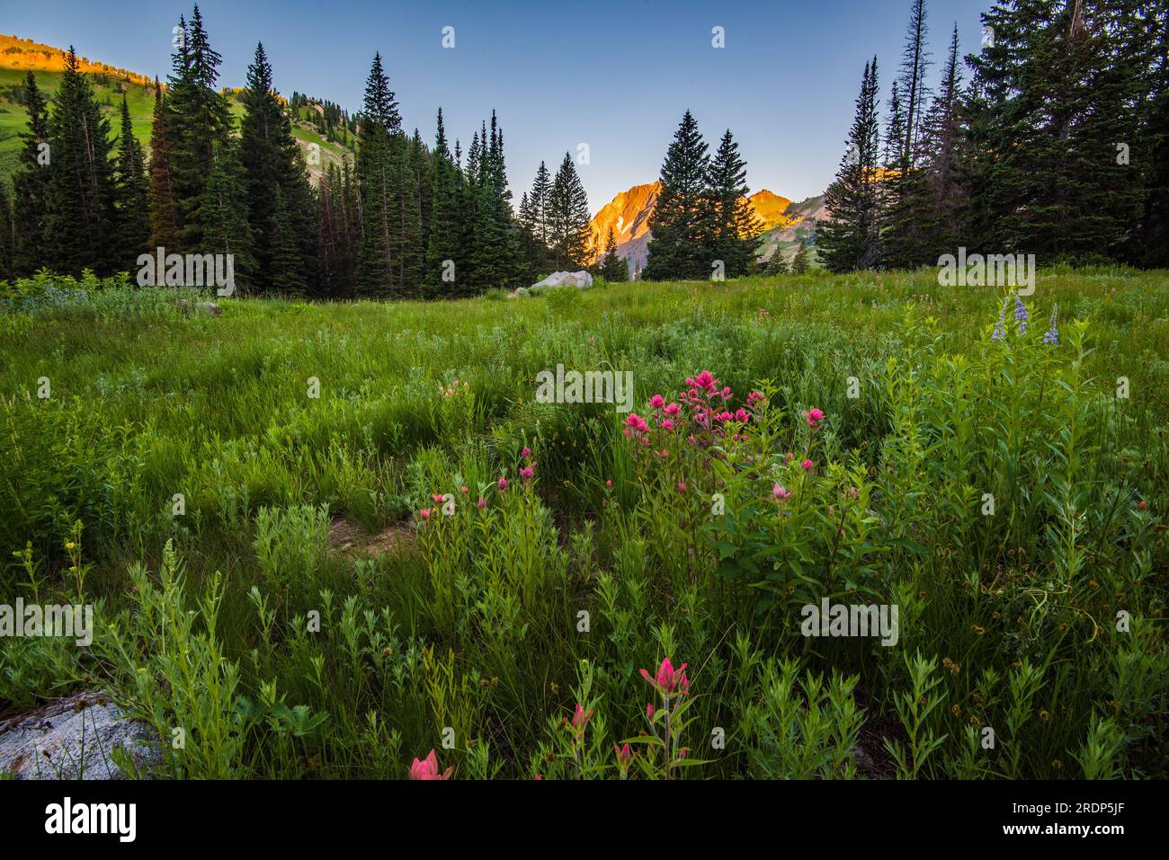 Fiori selvatici lungo l'Albion Trail, alta, Utah, USA. Foto Stock