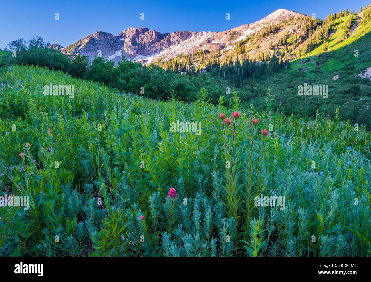 Fiori selvatici lungo l'Albion Trail, alta, Utah, USA. Foto Stock