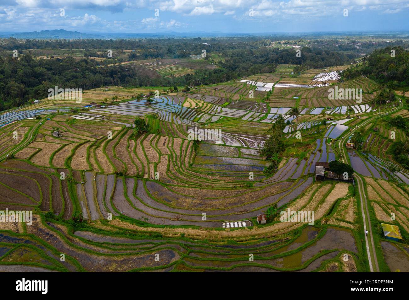 Terrazza di riso Jatiluwih, sito patrimonio dell'umanità dell'UNESCO a Bali, Indonesia Foto Stock