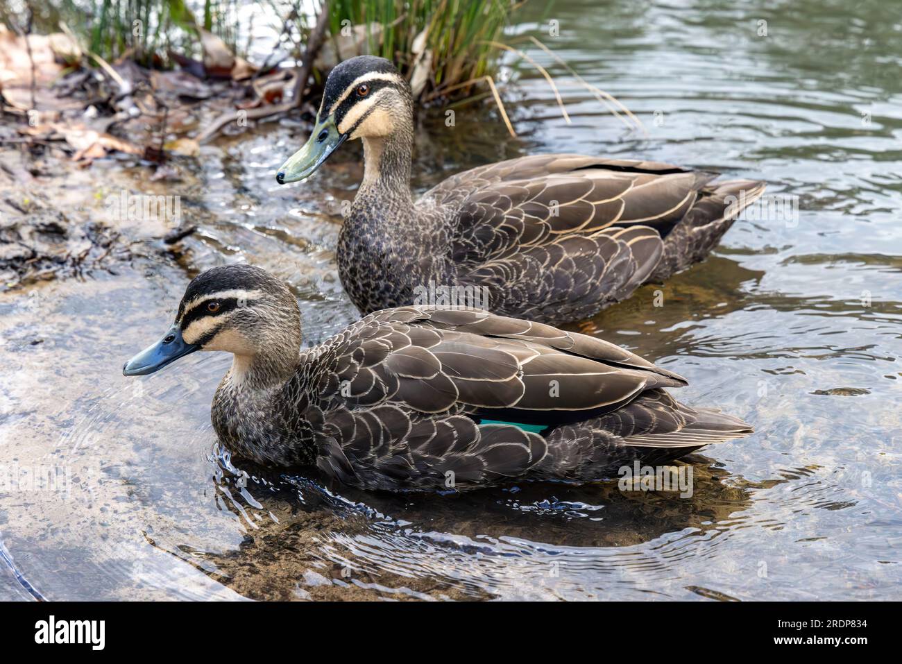 Le anatre nere australiane del Pacifico pagaiano in acqua Foto Stock