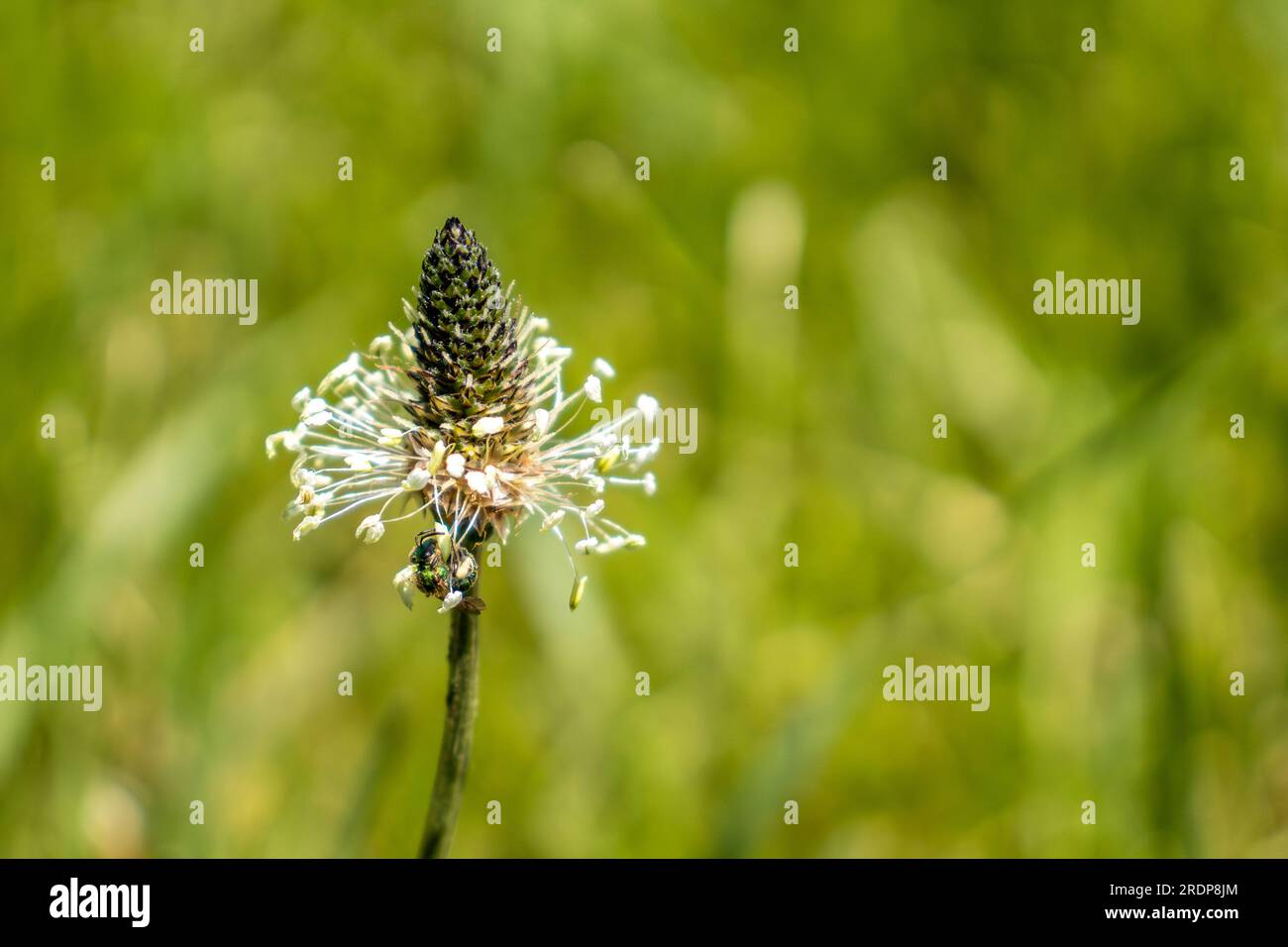 Cono bianco Ribwort Fiore di pianura con piccolo insetto sul lato - stelo verde sottile - sfondo campo verde sfocato Foto Stock