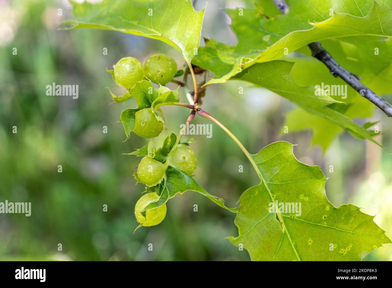 Ramo a foglia verde con grappoli di bacche verdi - fogliame seghettato - scatto alla luce del giorno - sfondo sfocato Foto Stock