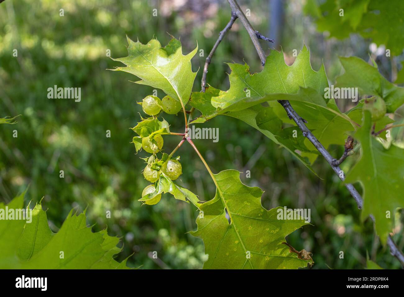 Ramo a foglia verde con grappoli di bacche verdi - fogliame seghettato - scatto alla luce del giorno - sfondo sfocato Foto Stock