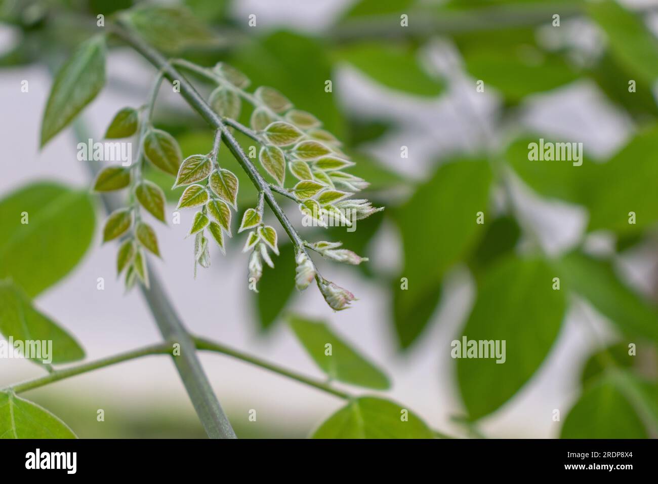 Primo piano del ramo con foglie verdi - sfondo verde sfocato Foto Stock