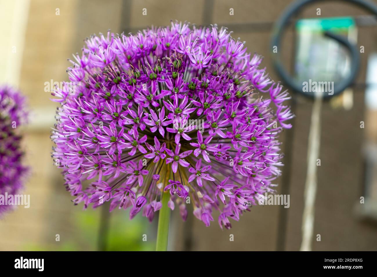 Fiore di allium viola con petali radiali su stelo verde contro la parete di mattoni Foto Stock