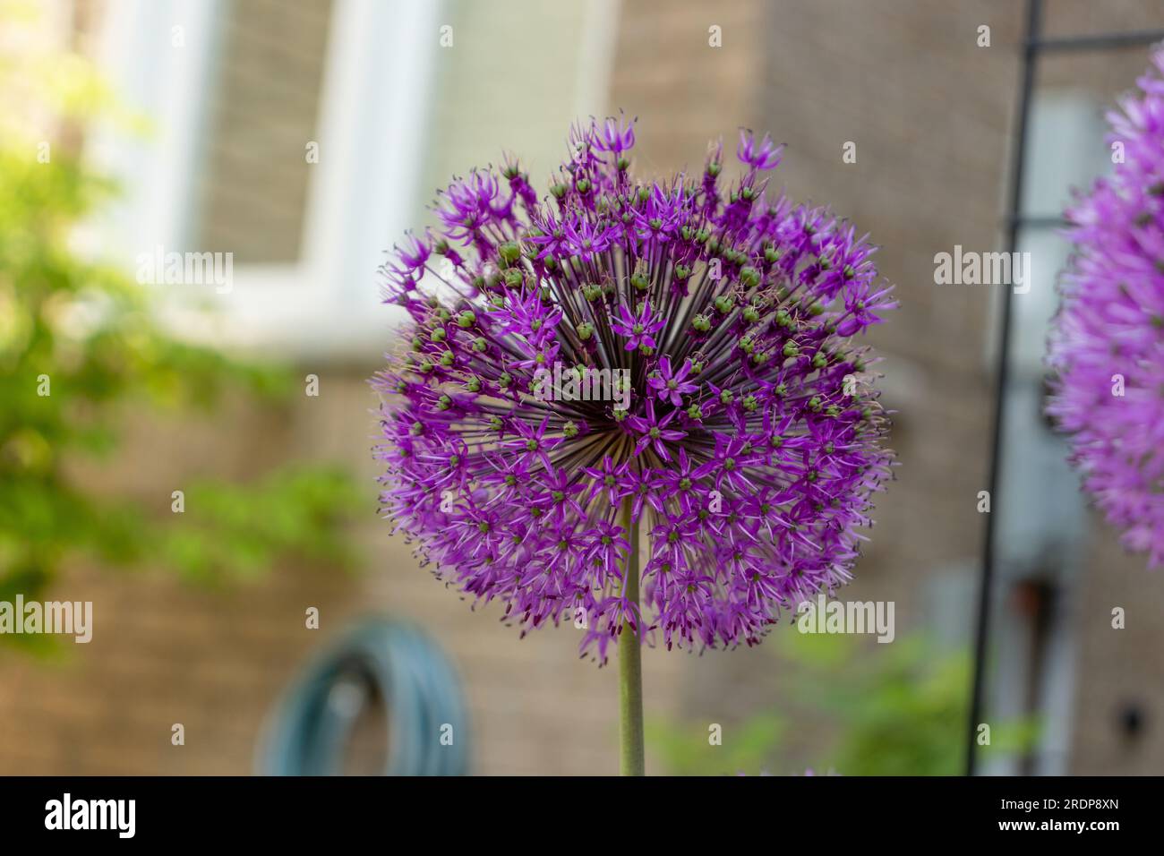 Fiore di allium viola con petali radiali su stelo verde contro la parete di mattoni Foto Stock