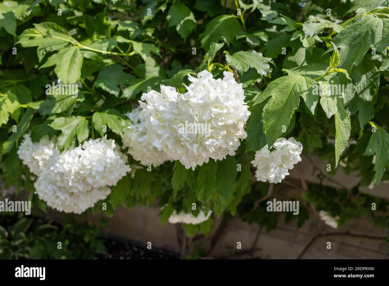 Pianta di ortensia bianca in fiore - grandi gruppi sferici di fiori - foglie appuntite verdi - sfondo murale in pietra Foto Stock