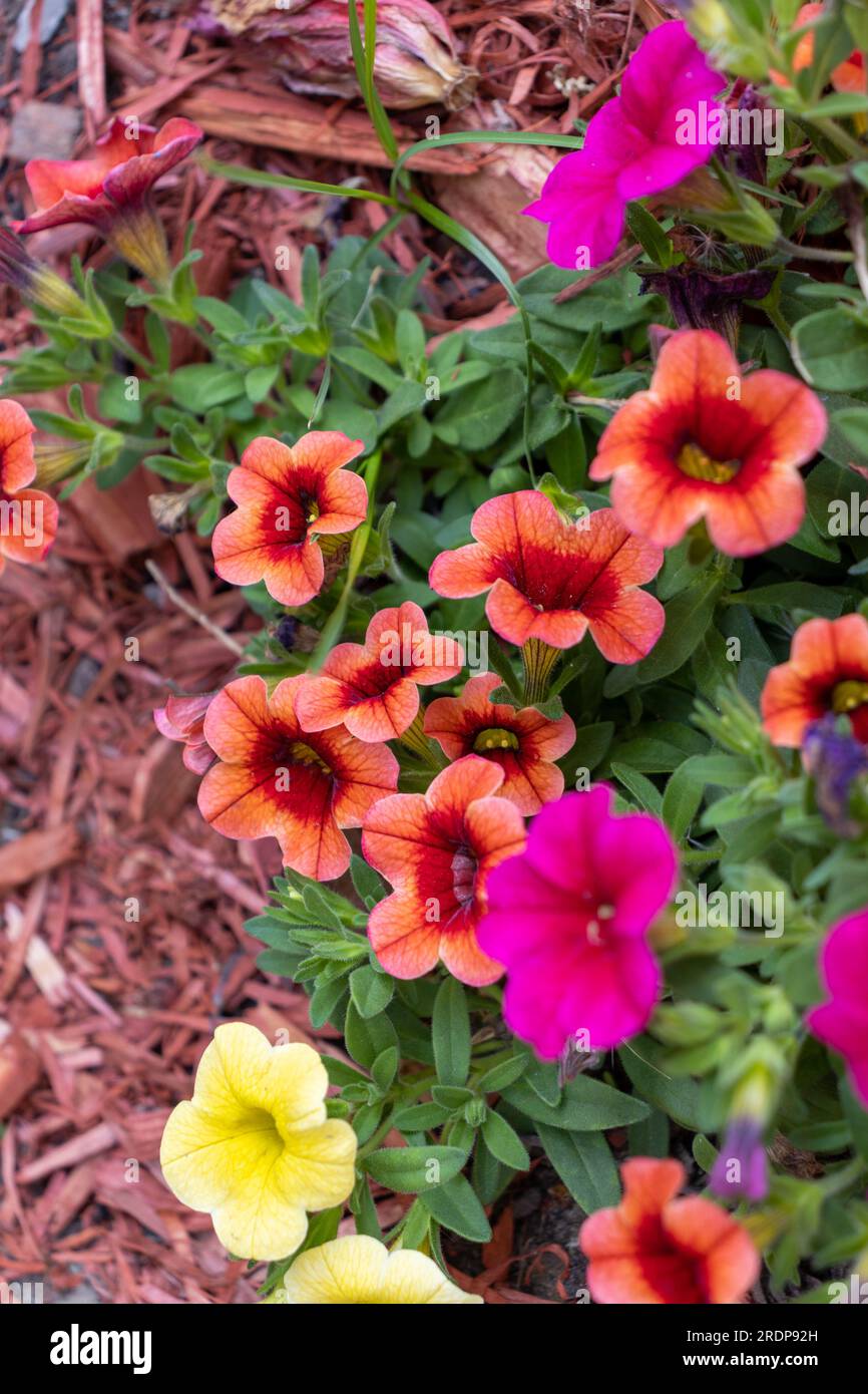 Petunias colorate nel letto da giardino in pacciame rosso - foglie verdi e sfondo sfocato Foto Stock