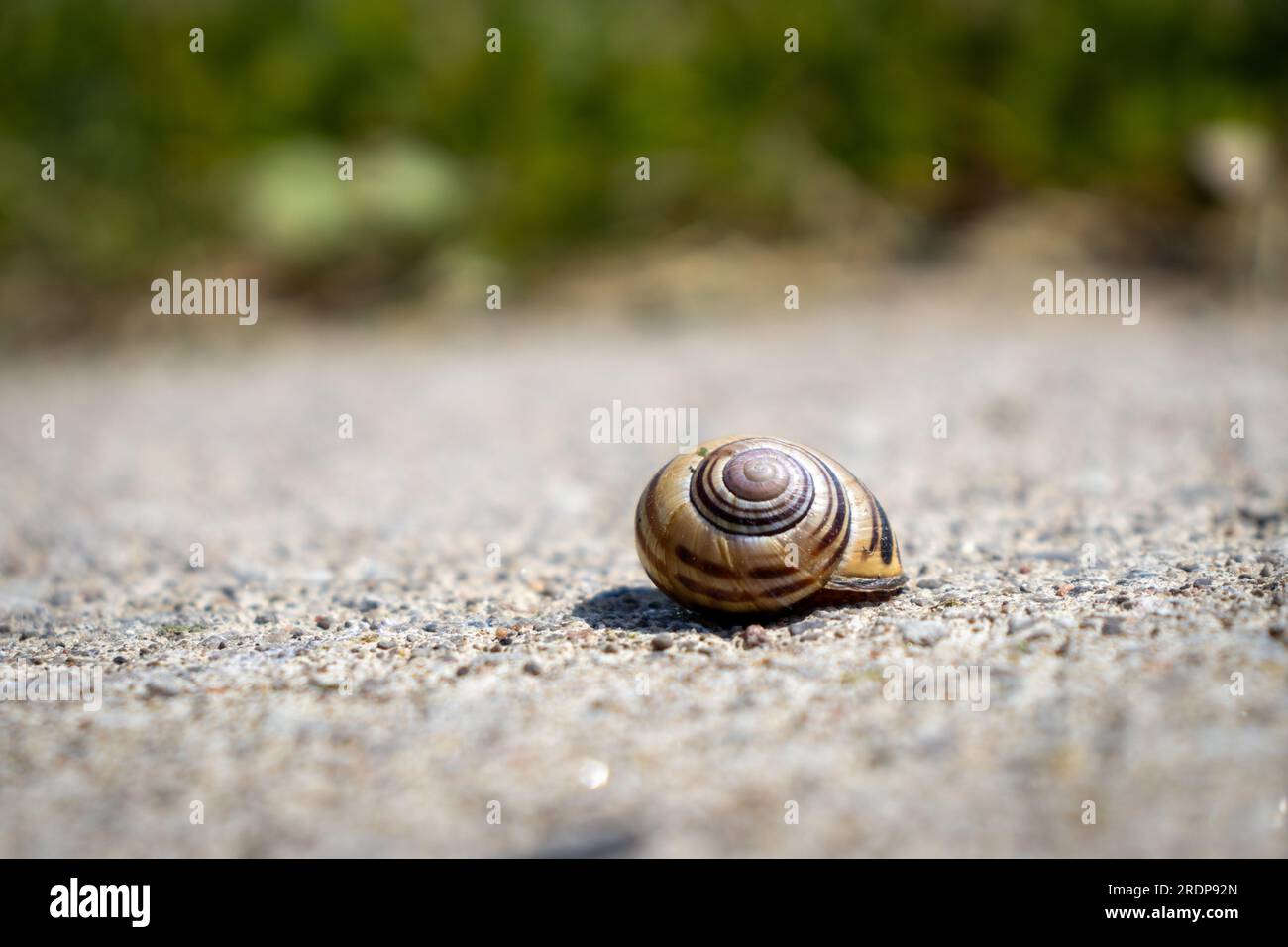 Lumaca su superficie in calcestruzzo con guscio a spirale e ciottoli - erba verde su sfondo sfocato - angolo basso Foto Stock