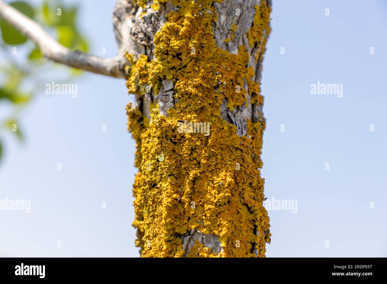 Primo piano del tronco d'albero ricoperto di lichene giallo - corteccia grigia con profonde scanalature - cielo blu e foglie verdi sullo sfondo Foto Stock