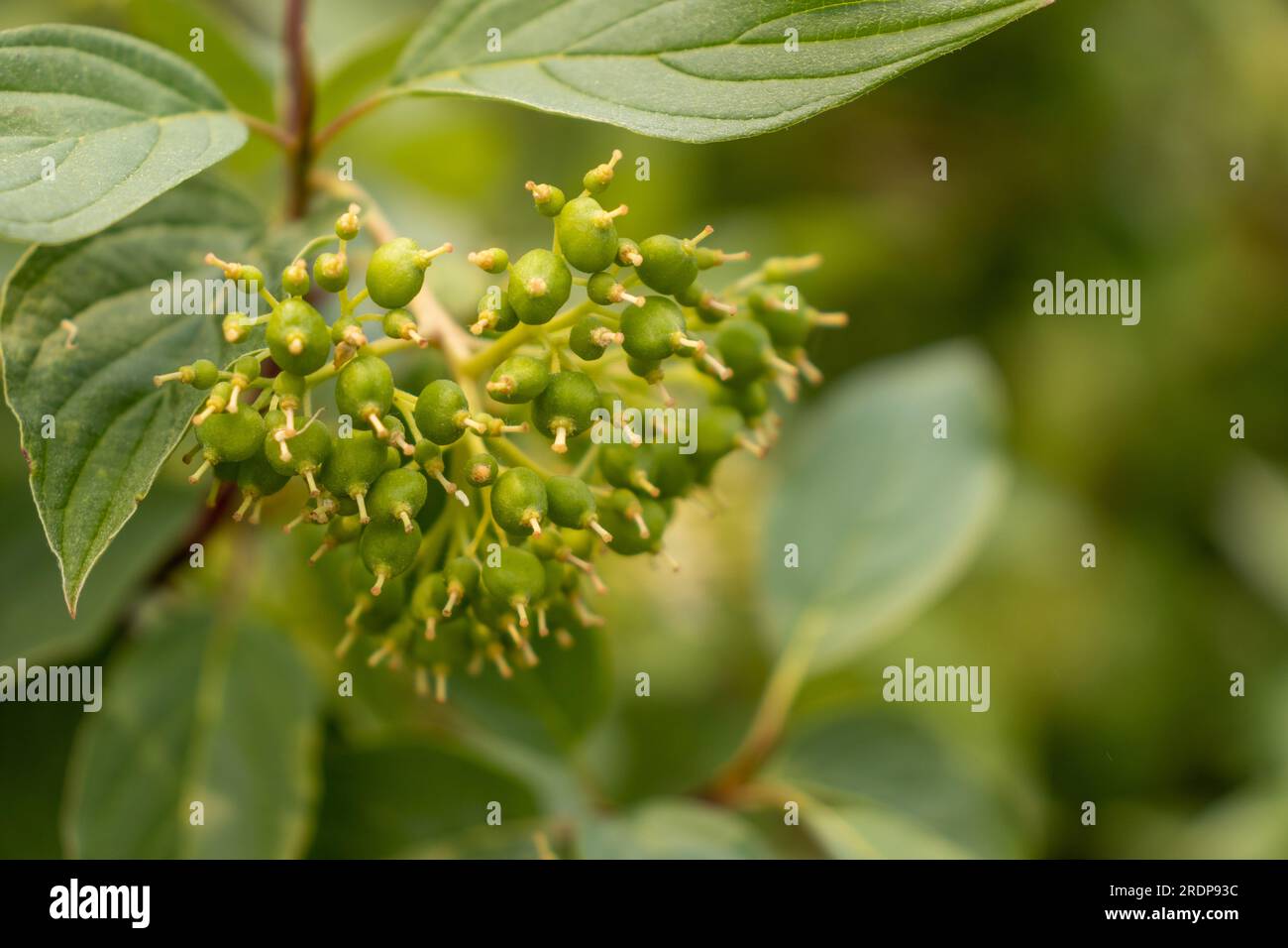 Primo piano di bacche di fiori verdi sull'albero di cornus, sfondo sfocato Foto Stock