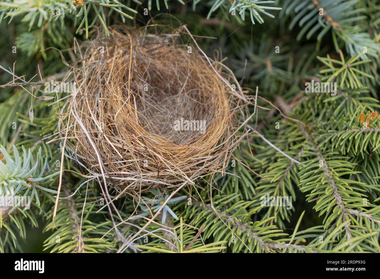 Nido di uccelli vuoto nell'albero di conifere - vista ravvicinata di ramoscelli e erba secchi - niente uova o piccoli uccelli - aghi verdi sullo sfondo - prelevati dall'alto Foto Stock
