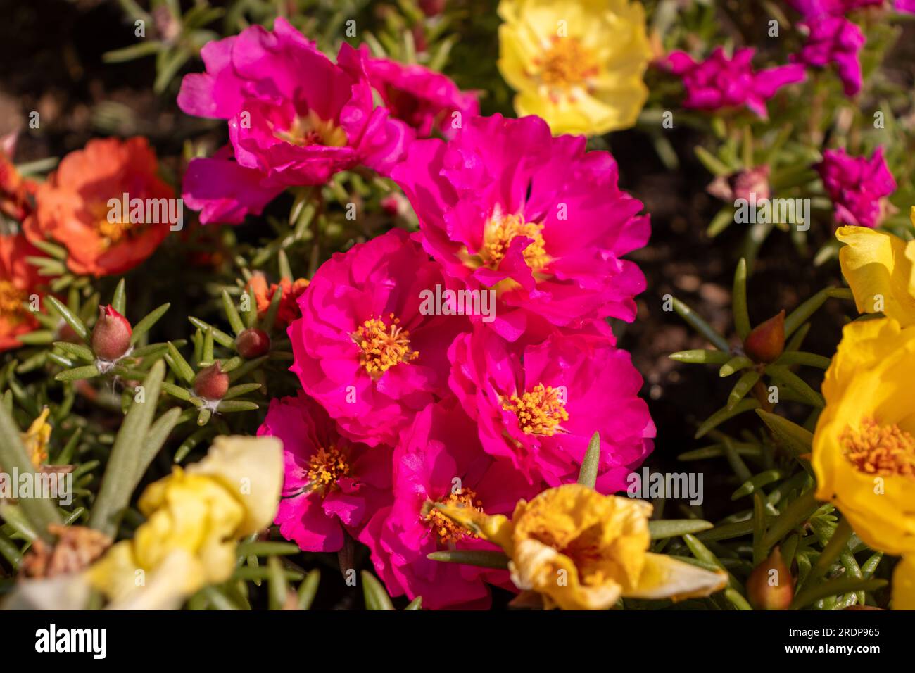 Fiori colorati con centri gialli nel campo da giardino Foto Stock