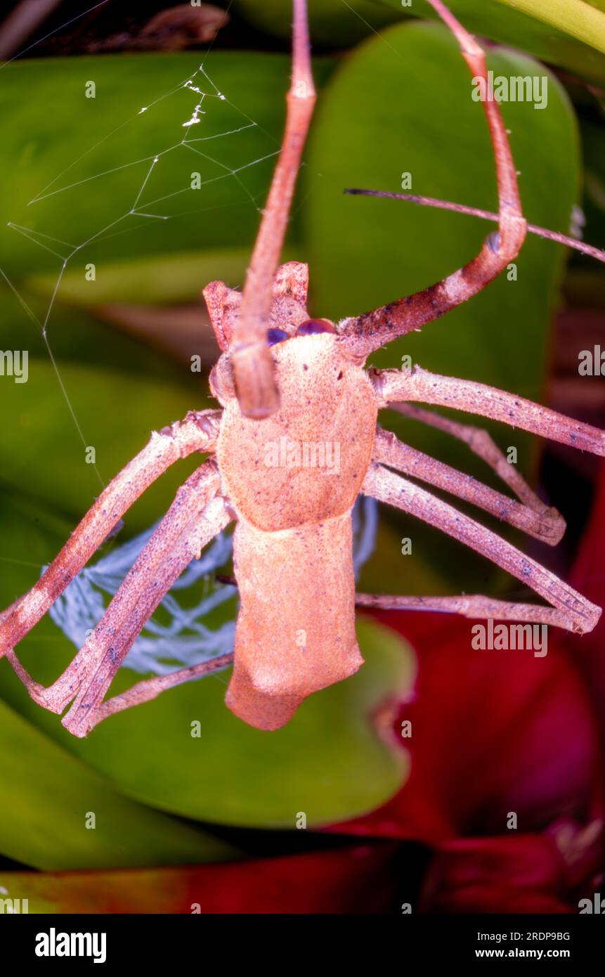 Rufous NET-casting Spider, Deinopsis subrufa, Ogre-Faced Spider, con Net, Wild, Malanda, Australia. Foto Stock