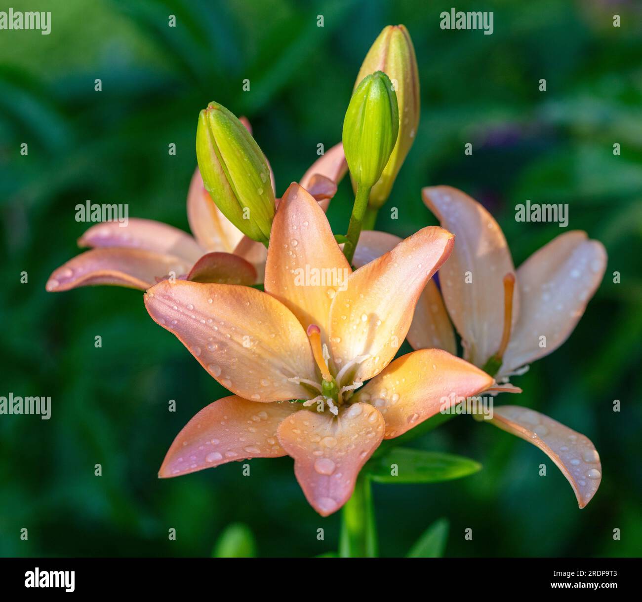 Elodie Asiatic Lily, Asiatisk lilja (Lilium asiatica) Foto Stock