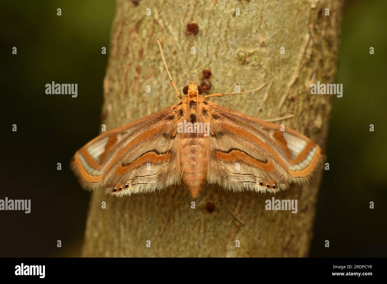 Foto macro del genere Eoophyla Moth. Giava, Indonesia. Foto Stock