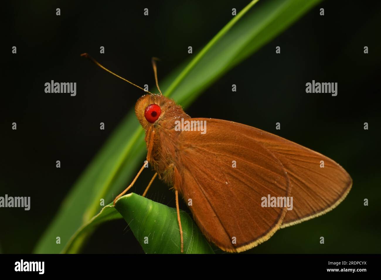 Comune redeye. Aria di Matapa. Giava, Indonesia. Foto Stock