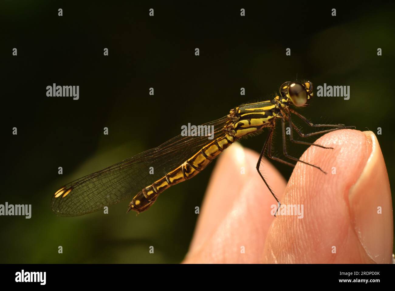 Dragonfly, una gemma dorata appollaiata sulle dita degli umani. Foto Stock