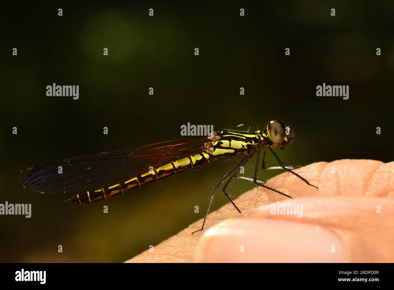 Dragonfly, una gemma dorata appollaiata sulle dita degli umani. Foto Stock