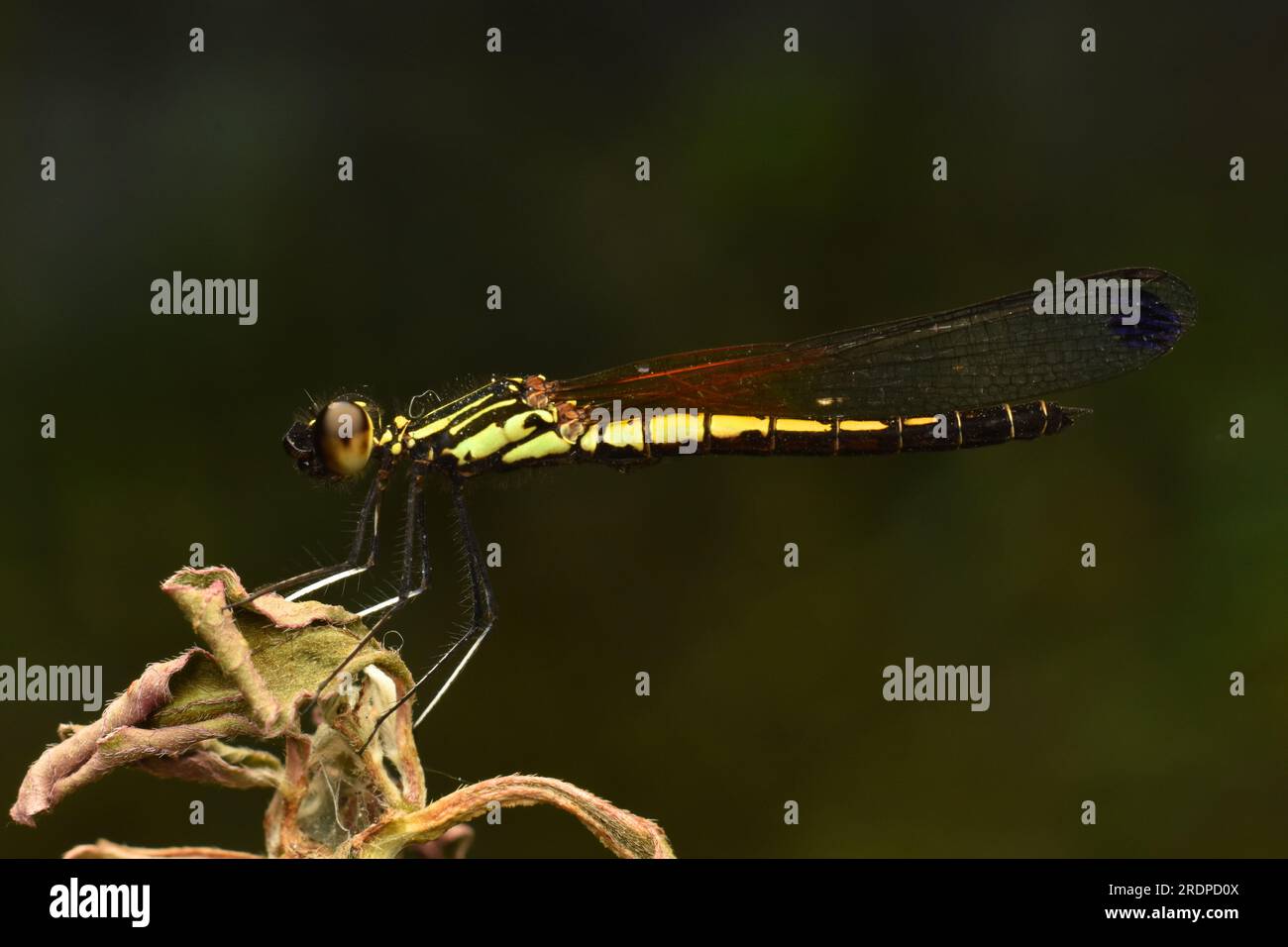 Golden Gem Dragonfly. Foto Stock