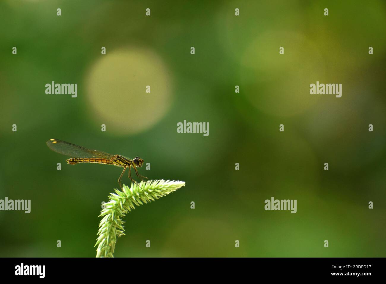 Golden Gem Dragonfly. Foto Stock