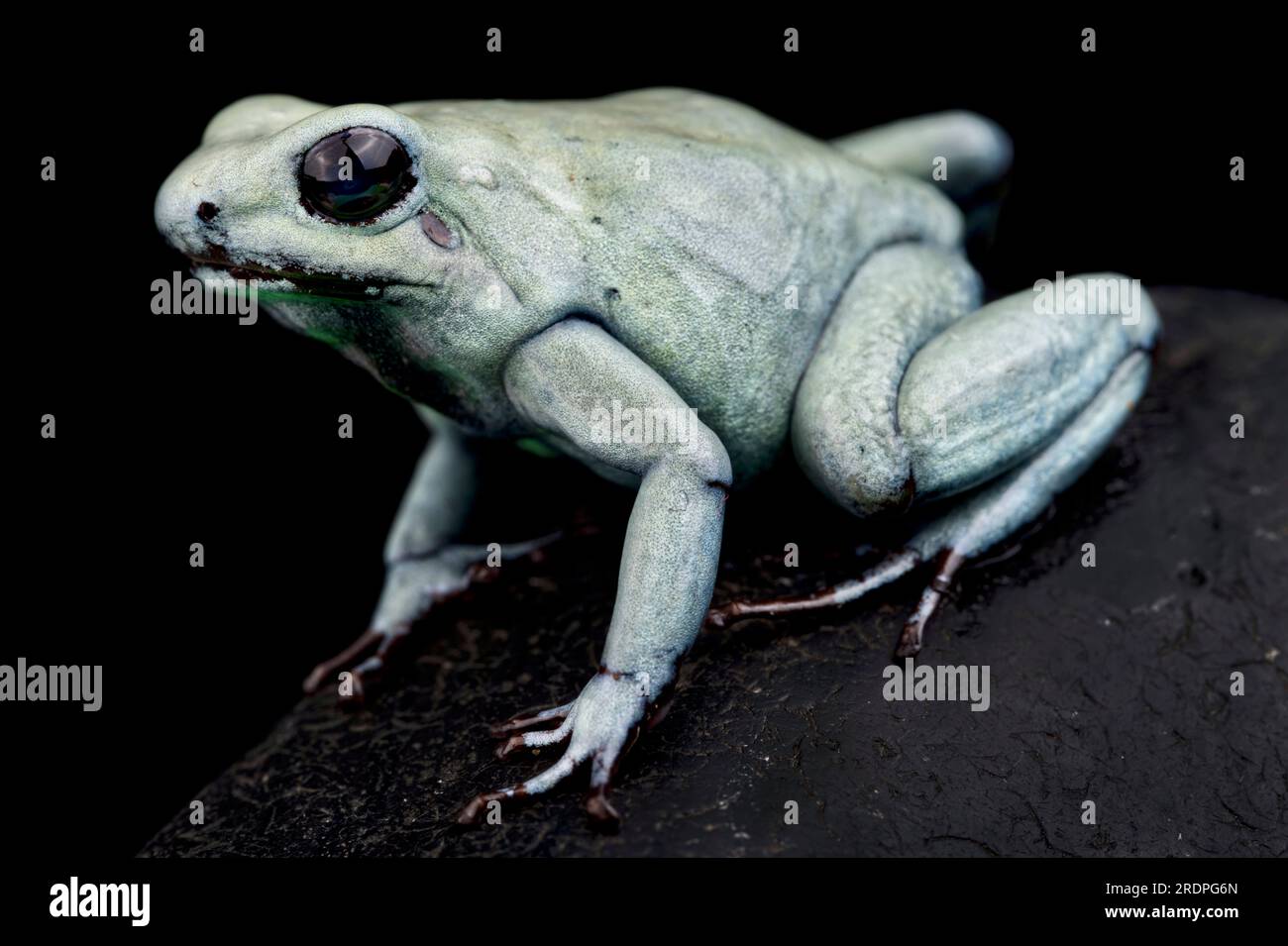 Rana veleno alla menta (Phyllobates terribilis) Foto Stock