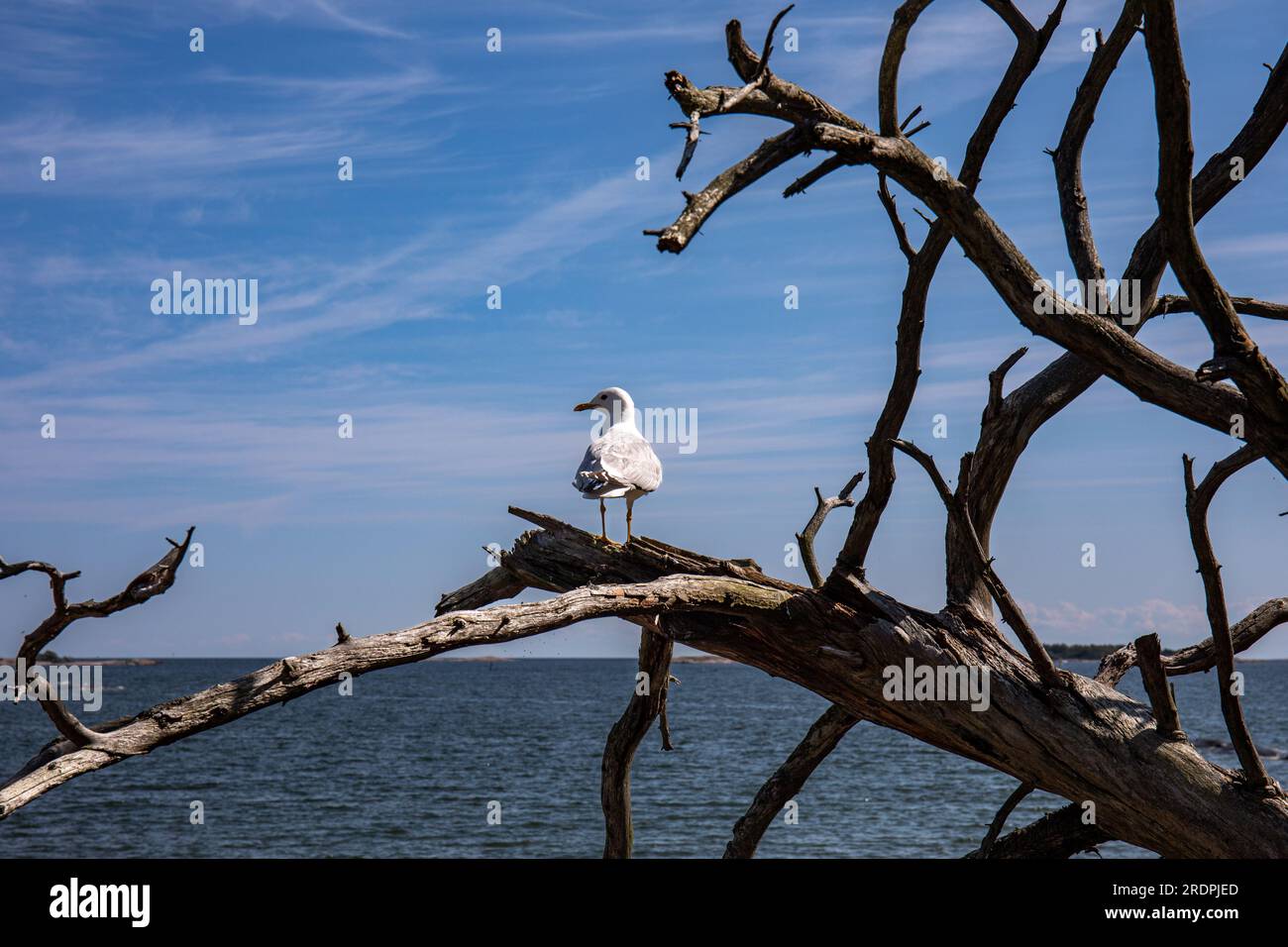 Gabbiano comune, Larus canus, arroccato su un albero di serpente stagionato nell'isola di Pihlajasaari, Helsinki, Finlandia Foto Stock