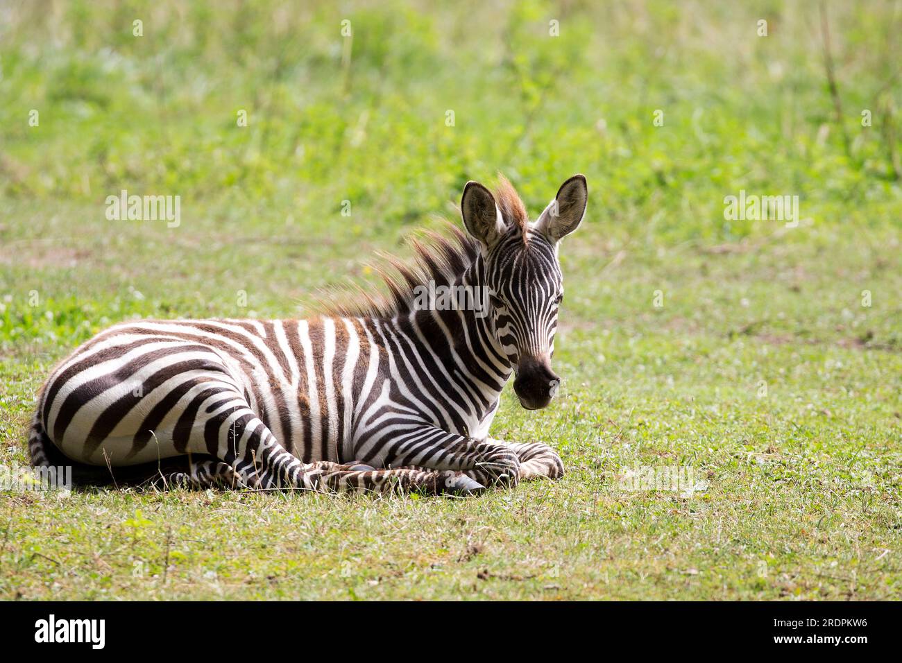 La giovane Zebra riposa in una radura selvaggia Foto Stock